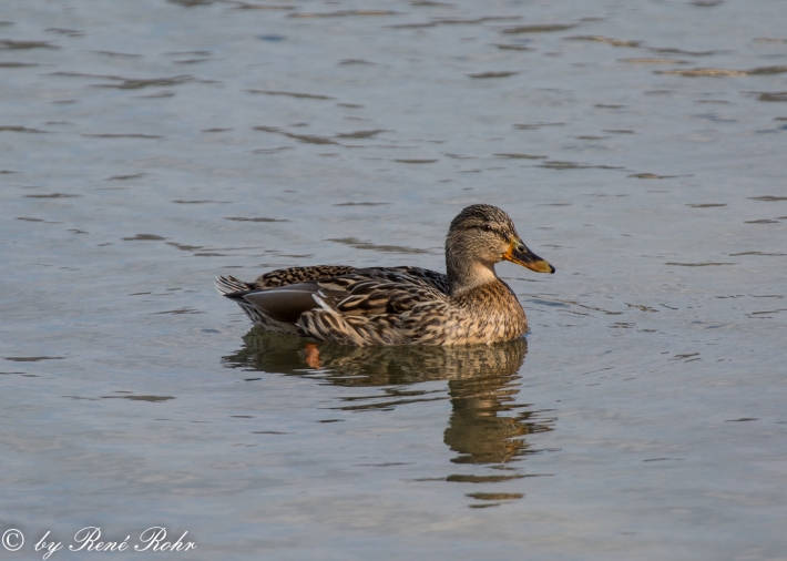 Stockente 