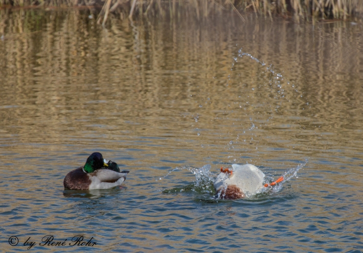 Stockenten Erbel beim baden 