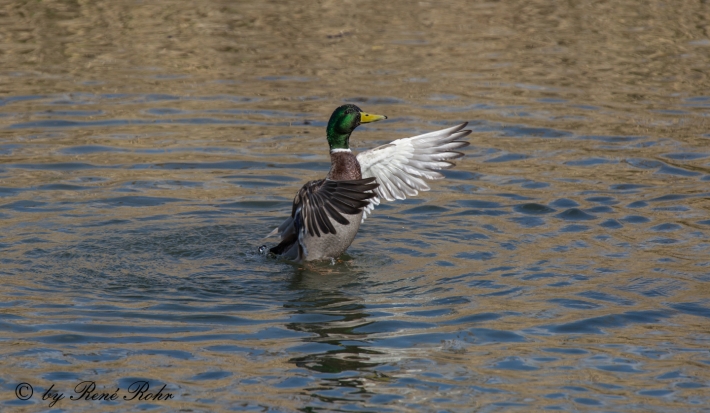 Stockenten Erpel beim baden. 