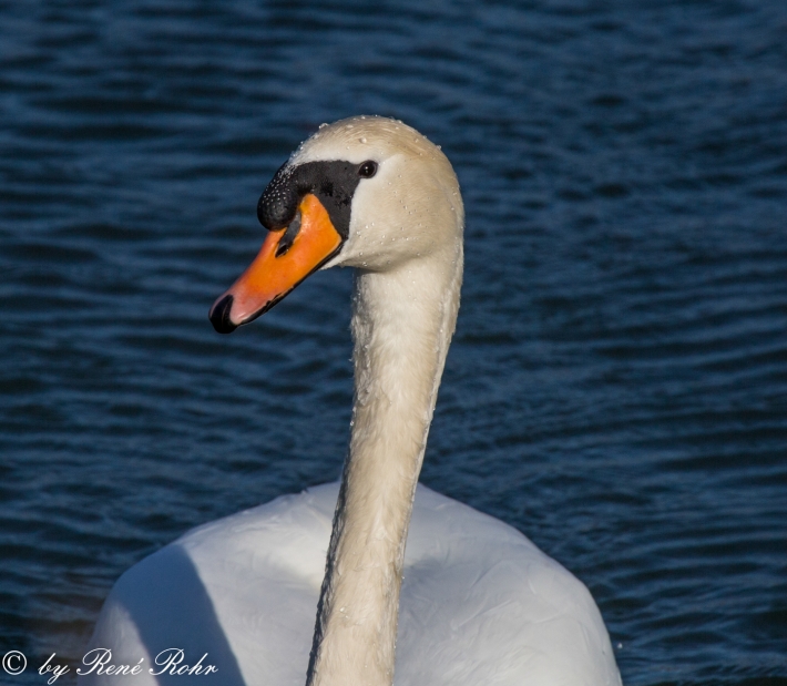 Stolzer Schwan front