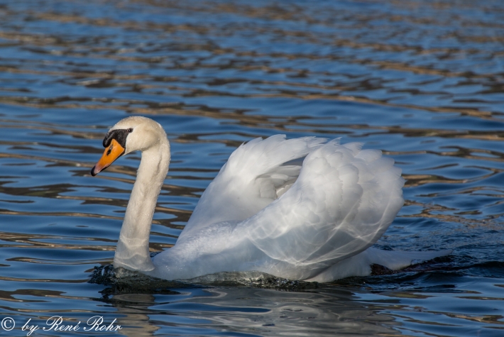 Stolzer Schwan