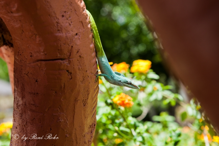 Anolis