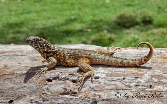 Gecko_4