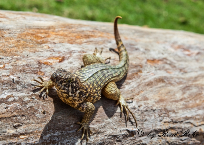 Gecko_5