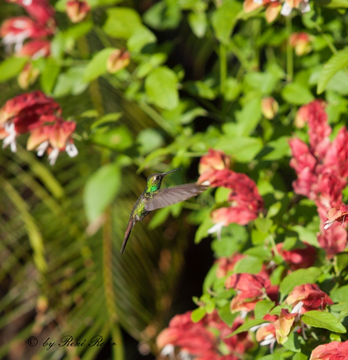 Kolibri in Cuba