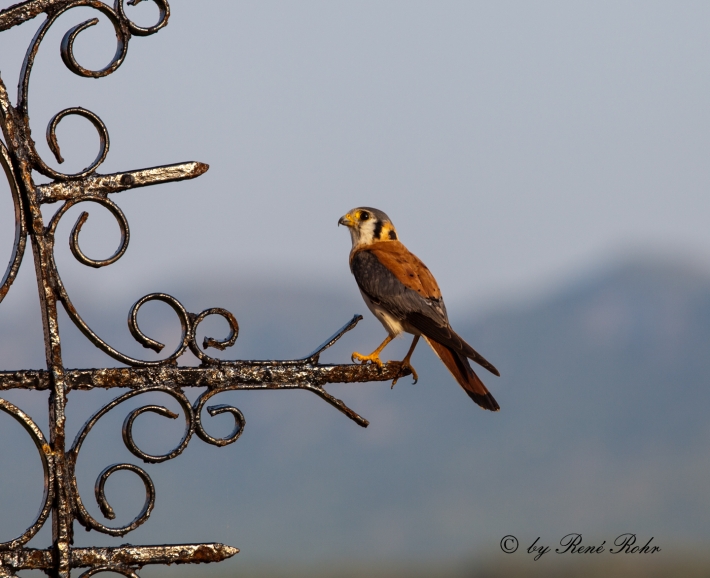 Turmfalke