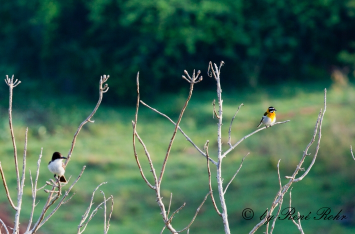 Vogelwelt in Viñales Cuba
