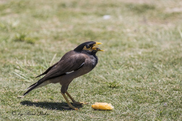 Hirtenmaina (Acridotheres Tristis)