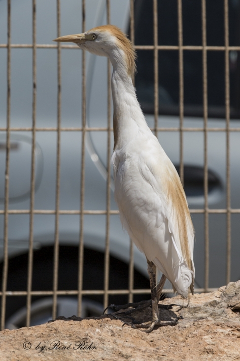 Kuhreiher (Bubulcus ibis)