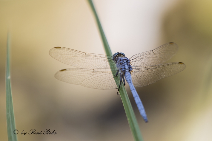 Libelle blau_6