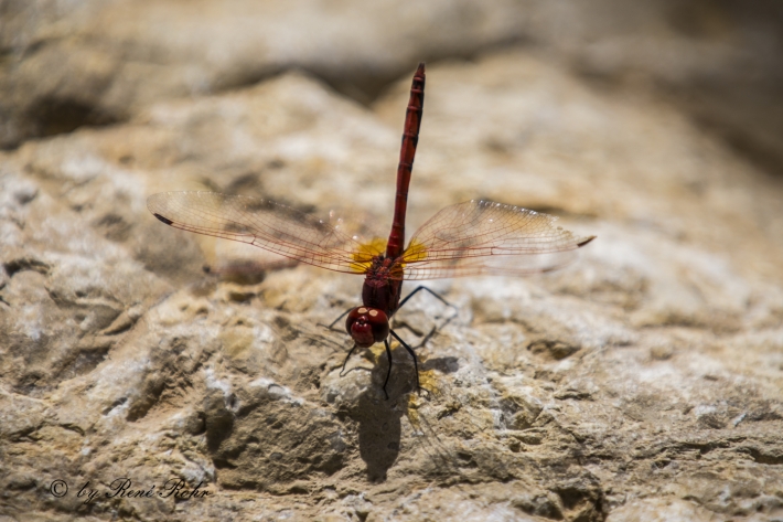 Libelle rot_2