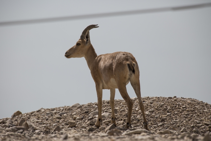Syrische Steingeiss (Capra nubiana)