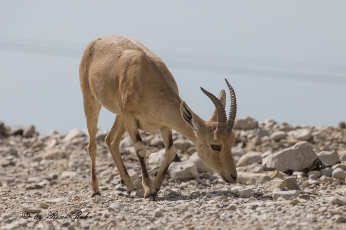 Syrische Steingeiss (Capra nubiana)