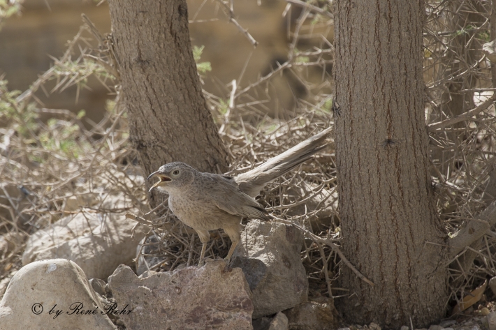 arabian babbler_3