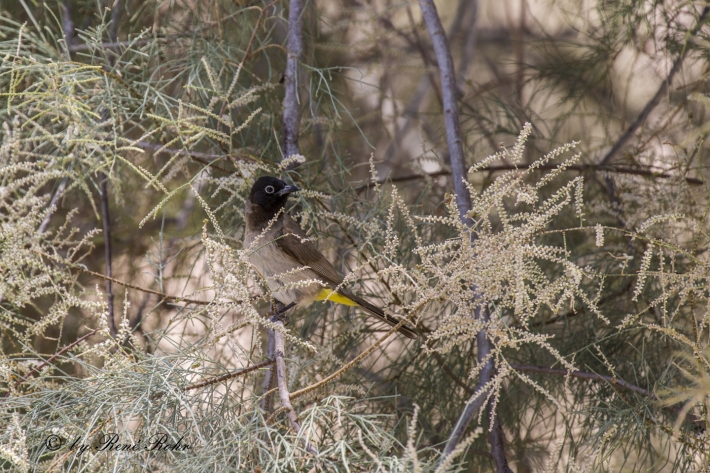 weiß-Brillen Bulbul-(Pycnonotus-xanthopygos)