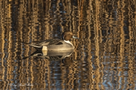 Spiessente in der Abendsonne