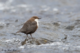 1-Wasseramsel (Cinclus)