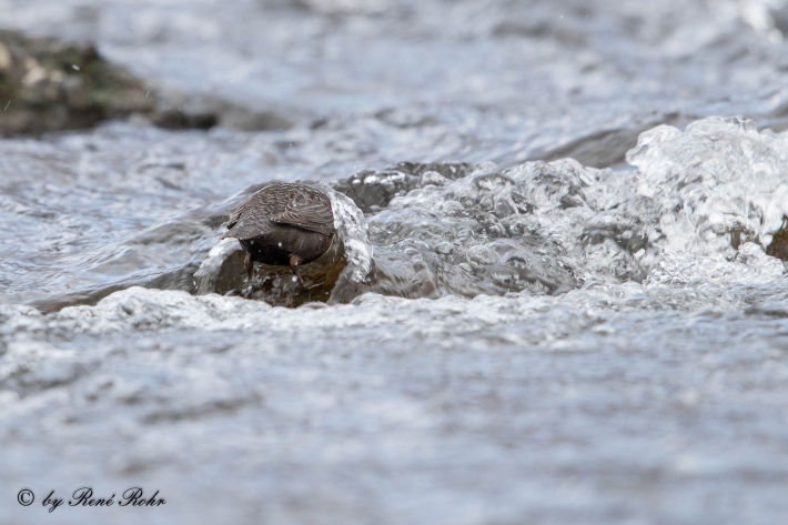 4-Wasseramsel (Cinclus)
