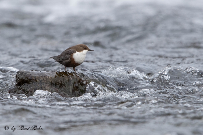 5-Wasseramsel (Cinclus)