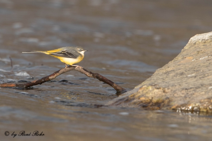 Gebirgsstelze (Motacilla cinerea)
