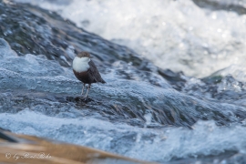 Wasseramsel (1)