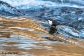 Wasseramsel (10)