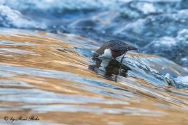 Wasseramsel (11)