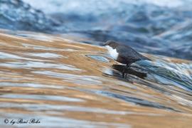 Wasseramsel (12)