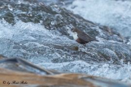 Wasseramsel (13)
