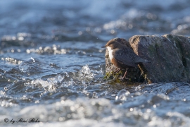 Wasseramsel (14)