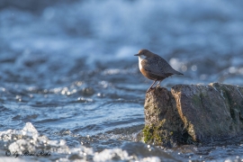 Wasseramsel (15)