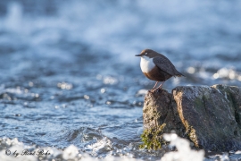 Wasseramsel (16)