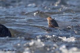 Wasseramsel (17)