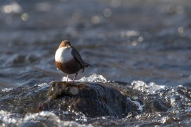 Wasseramsel (18)