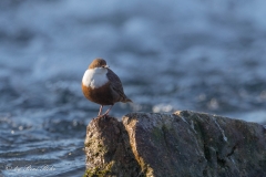 Wasseramsel & Gebirgsstelze