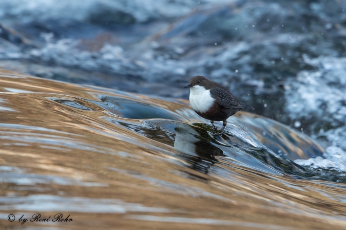 Wasseramsel (7)