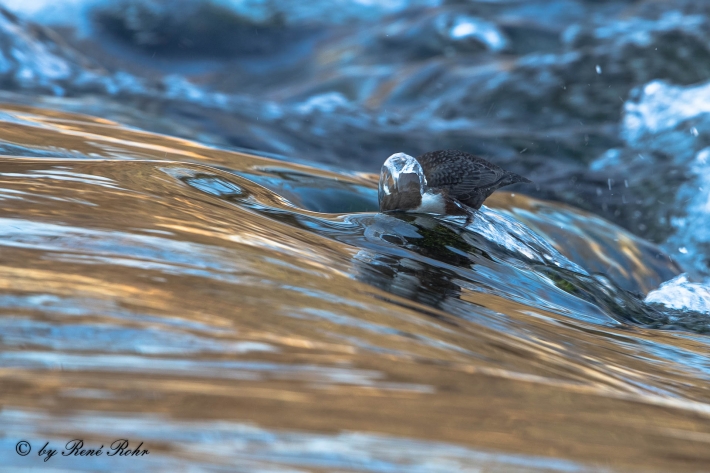 Wasseramsel (9)