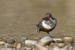 Wasseramsel an der Töss 2017