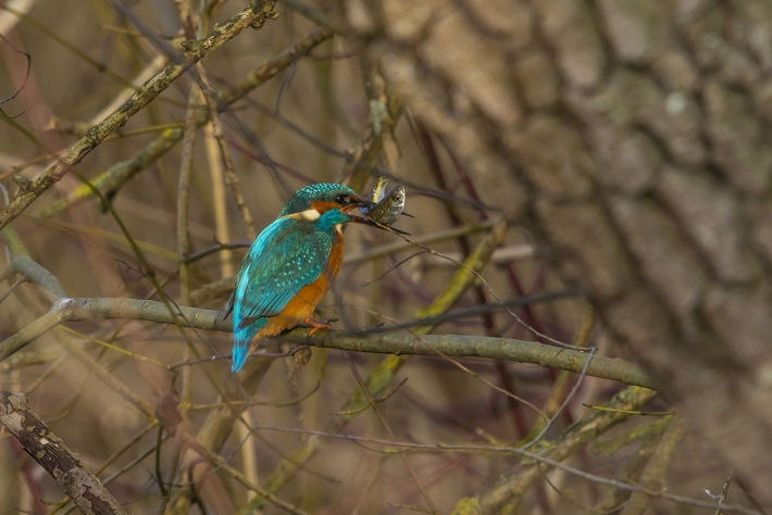 Eisvogel mit Fisch