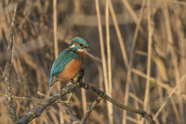 Eisvogelweibchen