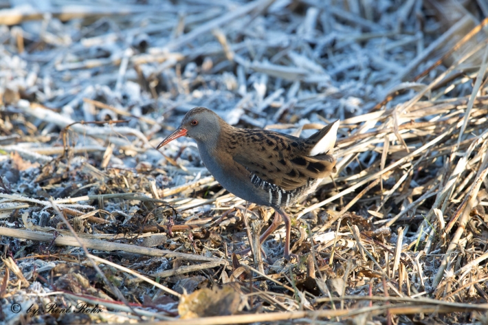 Wasserralle (Rallus aquaticus)