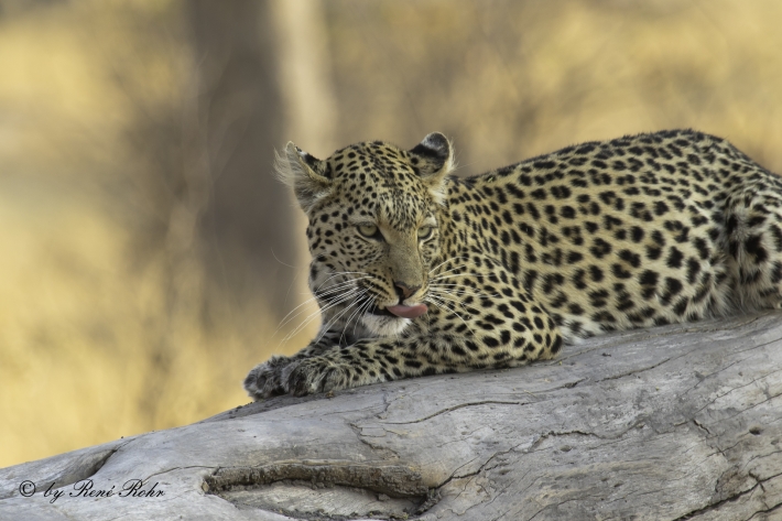 1-Leopard (Panthera pardus)
