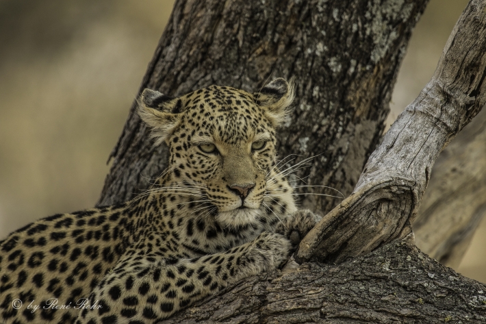 2-Leopard (Panthera pardus)