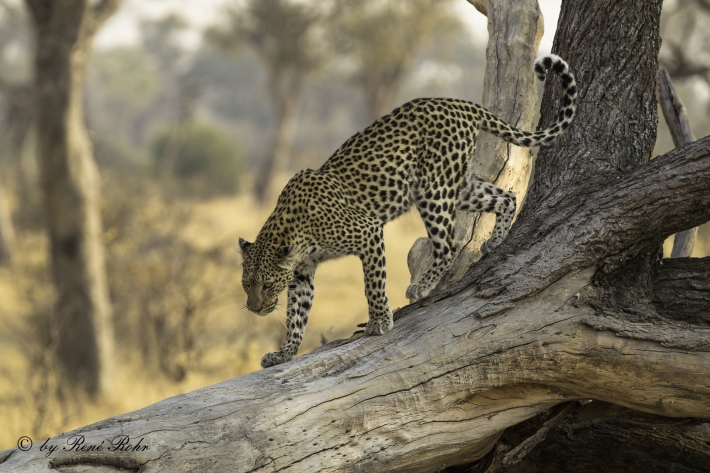 4-Leopard (Panthera pardus)