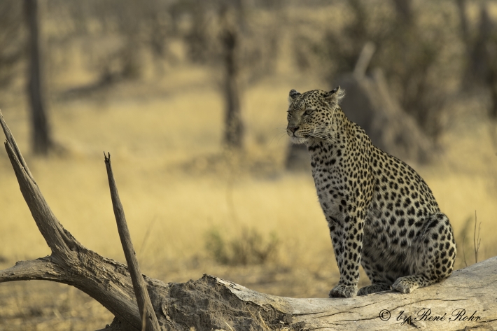 5-Leopard (Panthera pardus)
