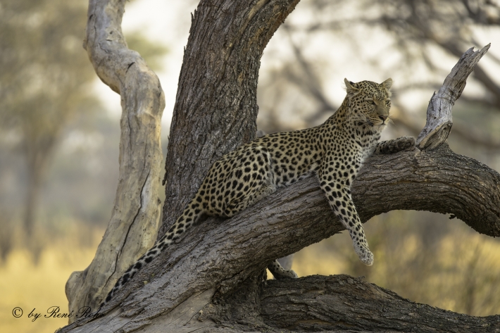 6-Leopard (Panthera pardus)