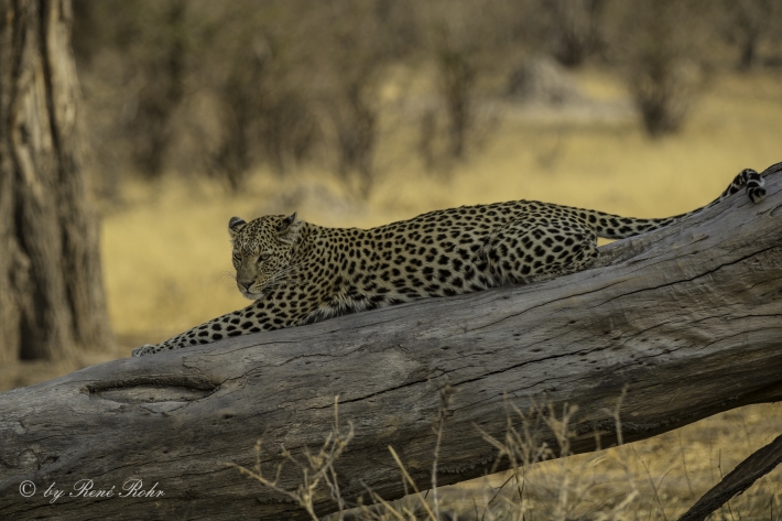 7-Leopard (Panthera pardus)