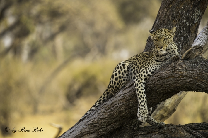 8-Leopard (Panthera pardus)