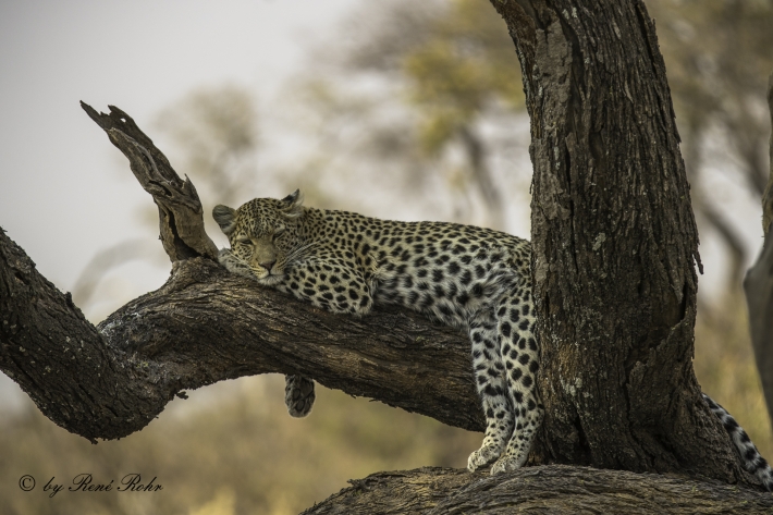 9-Leopard (Panthera pardus)