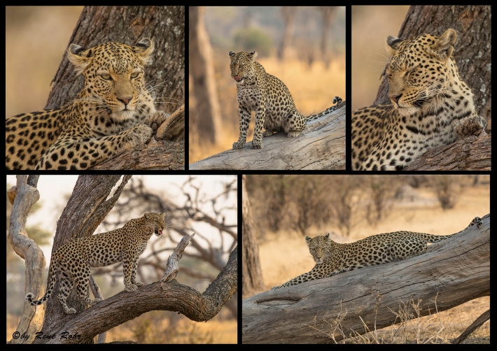 Leopard-Collage